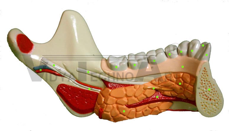 Mandible: Medial View